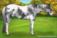Horse Color:White Spotted Black Splash Tobiano Frame Appaloosa