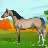 Horse Color:Brown Dun Rabicano