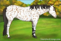 Horse Color:Bay Appaloosa 