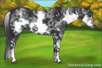 Horse Color:White Spotted Black Splash Frame 