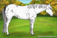 Horse Color:White Spotted Black Splash Frame Appaloosa