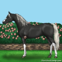 Horse Color:Liver Chestnut Mushroom 