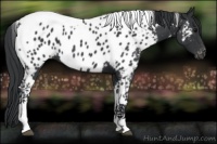 Horse Color:Black Tobiano Appaloosa 