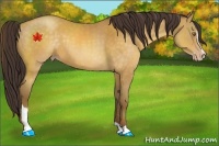 Horse Color:Sable Cream Champagne Sabino