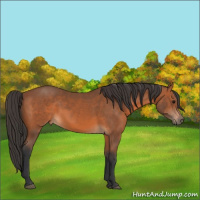 Horse Color:Brown Sabino 
