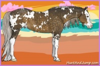 Horse Color:White Spotted Chocolate Palomino Splash 
