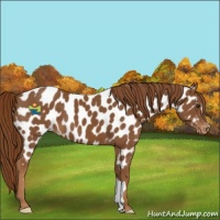 Horse Color:Chestnut Appaloosa 