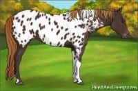 Horse Color:Liver Chestnut Tobiano Near Leopard