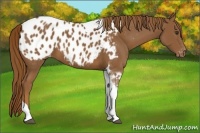 Horse Color:Chestnut Tobiano Appaloosa 