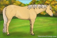 Horse Color:Palomino