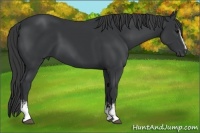 Horse Color:White Spotted Black