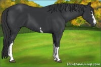 Horse Color:White Spotted Black 