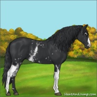 Horse Color:White Spotted Black