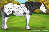 Horse Color:Black Splash Appaloosa 