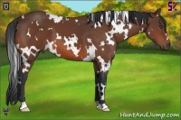 Horse Color:White Spotted Bay 