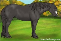 Horse Color:Smoky Black 