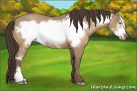 Horse Color:Amber Champagne Frame Appaloosa 