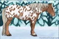 Horse Color:Chestnut Appaloosa 