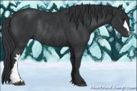Horse Color:Black Rabicano 