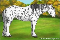 Horse Color:Black Splash Appaloosa 