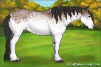Horse Color:White Spotted Bay 