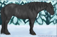 Horse Color:Black Rabicano 