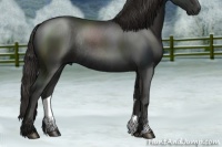 Horse Color:Liver Chestnut Rabicano 