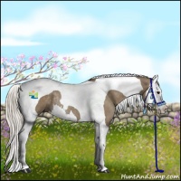 Horse Color:Silver Grullo Splash Tobiano Rabicano