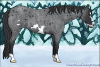 Horse Color:Blue Roan Frame