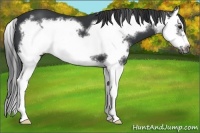 Horse Color:Black Sabino Splash Frame