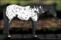 Horse Color:Black Appaloosa 