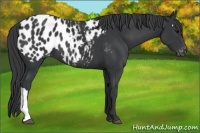 Horse Color:Black Appaloosa 