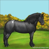 Horse Color:Black Appaloosa 