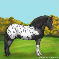 Horse Color:Black Appaloosa 