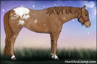 Horse Color:Chestnut Appaloosa