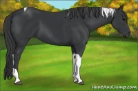 Horse Color:Black Tobiano