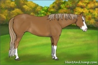 Horse Color:Chestnut Sabino Splash 