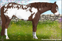 Horse Color:Gray Chestnut Frame Appaloosa 