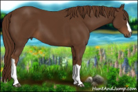 Horse Color:Gray Chestnut 