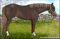 Horse Color:Liver Chestnut Sabino