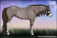 Horse Color:Liver Red Roan Sabino Rabicano