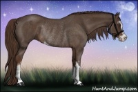 Horse Color:Liver Red Roan Sabino Rabicano