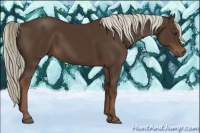 Horse Color:Liver Chestnut Mushroom Rabicano 