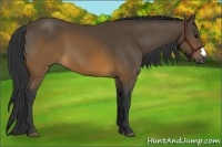 Horse Color:Brown 