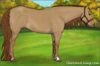 Horse Color:Red Dun