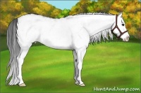 Horse Color:White Spotted Black Splash 