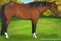 Horse Color:Brown 