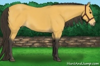 Horse Color:Buckskin 