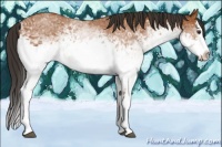 Horse Color:White Spotted Bay Splash