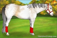 Horse Color:White Spotted Buckskin Dun Splash 